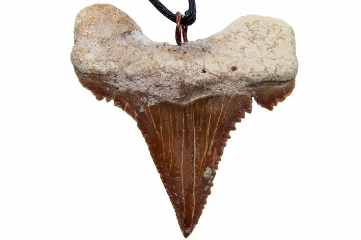 Serrated, Fossil Paleocarcharodon Shark Tooth Necklace #216874